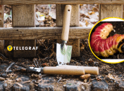 Древоточец пахучий