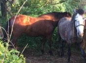 Украинец пытался перегнать в Россию 7 лошадей