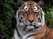 У зоопарку Цюриха тигриця вбила жінку-наглядача