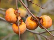 Хурму можно посадить просто у вас во дворе