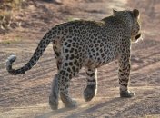 Дикая кошка атаковала авиабазу