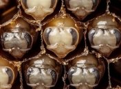 Поразительные кадры первых дней жизни пчелы (Видео)