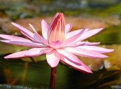 У Чорнобильській зоні зацвіли рожеві лілії