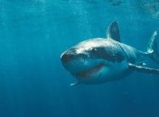 Неожиданная выходка акулы: исследователи были удивлены (Фото)