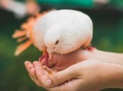 Психологічний тест з картинки