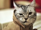 Очень ритмичный кот вас повеселит