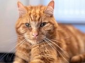 Сидел на пороге и плакал: Кот спустя полтора месяца вернулся домой 