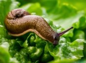 Слизни уничтожают молодые растения