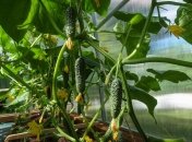 Как правильно нужно срывать огурцы с грядки