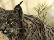 Клопа-убийцу использовали в роли шприца для беременных рысей