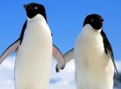 Ученые выяснили причину сокращения численности пингвинов