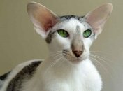 Ученые: викинги заводили домашних кошек