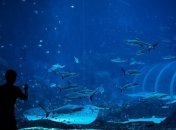 Самый большой аквариум в мире открылся в Сингапуре (Видео)