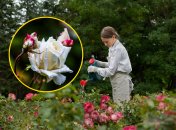 Троянди радуватимуть цвітінням навіть у літню спеку, якщо їх правильно удобрити