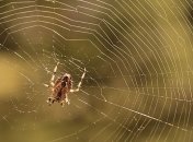 Загадки паутины: почему она не гниет и не портится