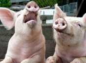 В Украине зафиксировано еще 4 вспышки АЧС