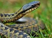 На Львовщине змеи укусили сразу троих местных жителей: в каком состоянии пострадавшие