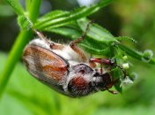 Майский жук