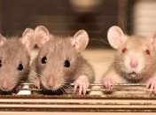 Почему люди боятся крыс и как с этим справиться