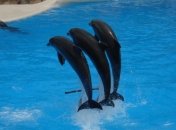 Гидробиологи выявили новый вид дельфинов