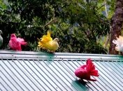 Тайна разноцветных голубей в датской столице разгадана