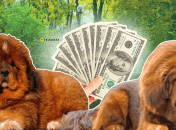 Тибетський мастиф