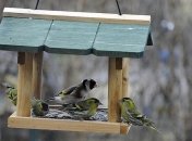 9 марта - приметы и обряды в Иванов день