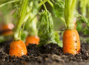 Какие овощи можно успеть посадить в июле