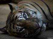 Бельгийский режиссер снимет фильм о тигре-убийце