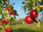 Весной яблони нуждаются в особом уходе