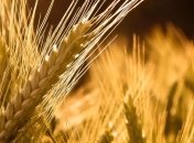 Ограничения на экспорт пшеницы в следующем году снимут в мае