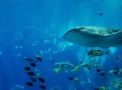 Ученые определили возраст китовой акулы: помогла атомная бомба