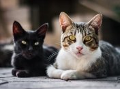 Коты и кошки издавна живут в домах украинцев