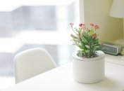 Был создан "умный" горшок, который сам поливает растения