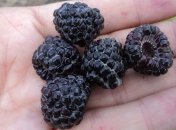 Витамины и минералы черной малины спасут от рака