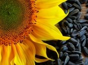 Польза и вред семечек подсолнуха