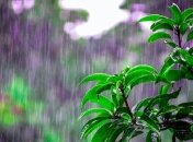 Тепло, но с грозами: синоптик Наталья Диденко дала прогноз погоды на неделю