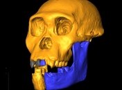 Исследованные зубы австралопитеков подтвердили родство с человеком