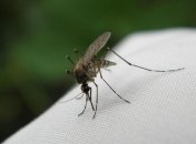 В Минздраве рассказали, переносят ли COVID-19 мухи и комары