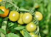 Чим підживити помідори в липні 2024 року