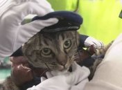 Ничего милее Вы сегодня не увидите: японская кошка-полицейская стала звездой сети