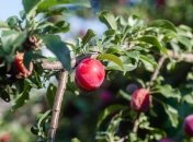 Слива требует особого ухода