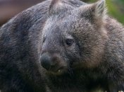 Какое животное самое редкое на земле?