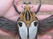 ТОП 8 необычайно огромных насекомых планеты (Фото)