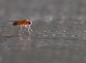 Плодовая мушка