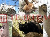 Весна пришла - коты прилетели: во всем мире отмечают день домашних любимцев