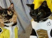 Уморительные котики-косплееры, покорят вас своими невероятными костюмами
