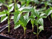 Перець – улюблений овоч серед городників