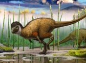 Стало известно, что перья появились намного раньше птиц