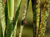 Как вывести тлю из сада - лайфхак